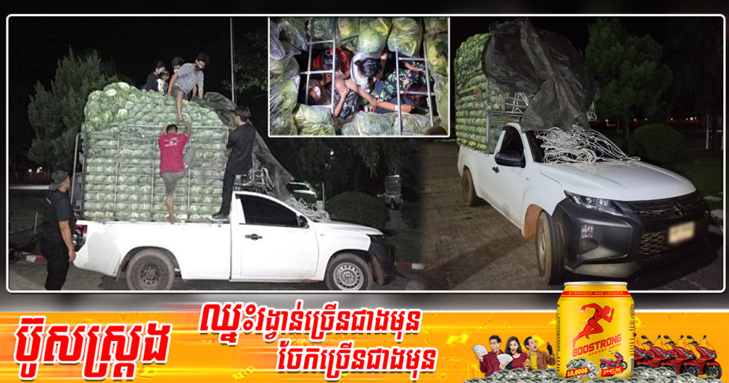 ឃើញពីក្រៅដូចឡានដឹកស្ពៃក្តោបធម្មតា ដល់ពេលតម្រួតថៃឆែកមើល ឃើញបង្កប់សុទ្ធតែពលករខុសច្បាប់លាក់ខ្លួននៅក្រោមស្ពៃក្តោប