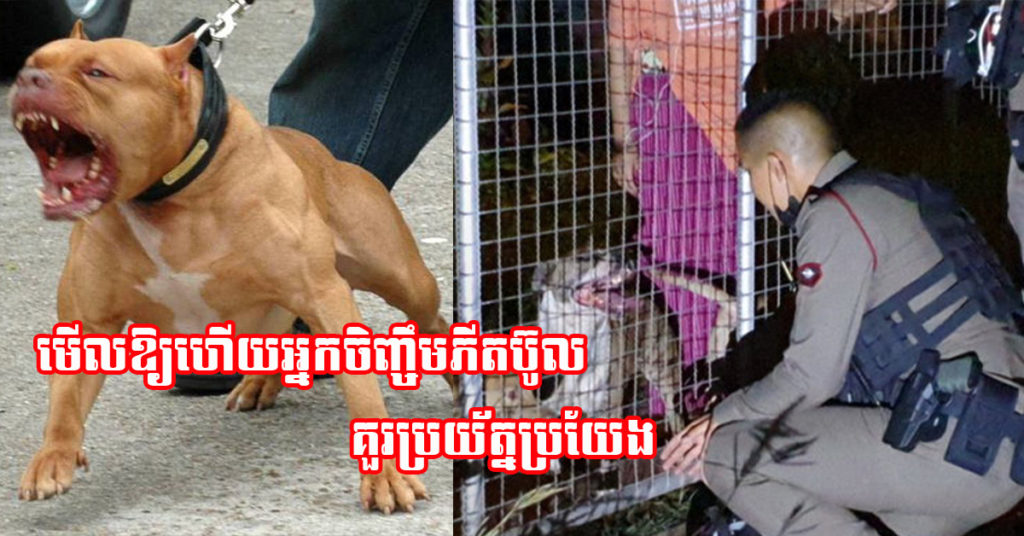 ក្មេងស្រីម្នាក់ ខលសុំជំនួយពីប៉ូលីសយ៉ាងស្លន់ស្លោរ ក្រោយឃើញឆ្កែ​របស់ខ្លួនមានអាការៈប្លែកៗ