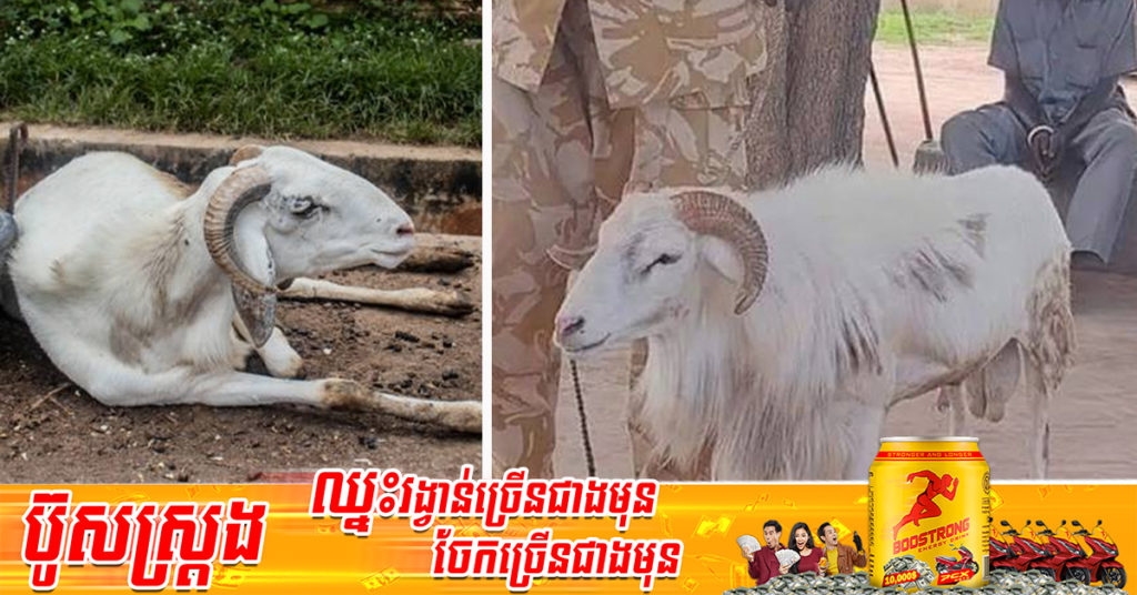 សត្វចៀម​មួយក្បាលត្រូវ​បានគេកាត់​ទោស​ឱ្យជាប់​គុករយៈពេល ៣​ឆ្នាំ ​បន្ទាប់​ពី​រកឃើញមានពិរុទ្ធធ្វើអោយស្ដ្រីម្នាក់បាត់បង់ជីវិត នៅឯប្រទេសស៊ូដង់​ខាងត្បូង