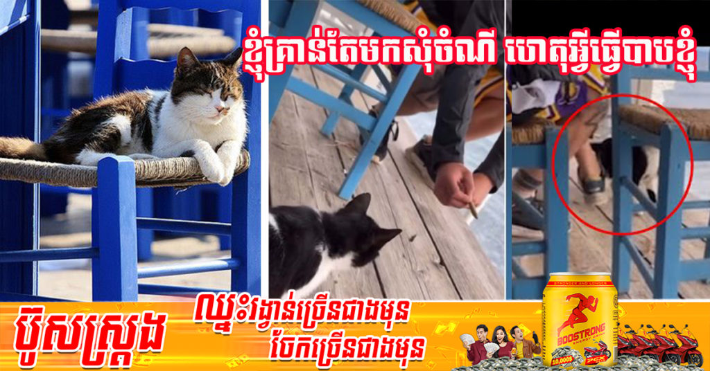 បុរសម្នាក់ ត្រូវជាប់ពន្ធនាគាររយៈពេល ១០ឆ្នាំ ក្រោយធ្វើទង្វើបែបនេះដាក់ឆ្មារអនាថាមួយក្បាលនៅប្រទេសក្រិច