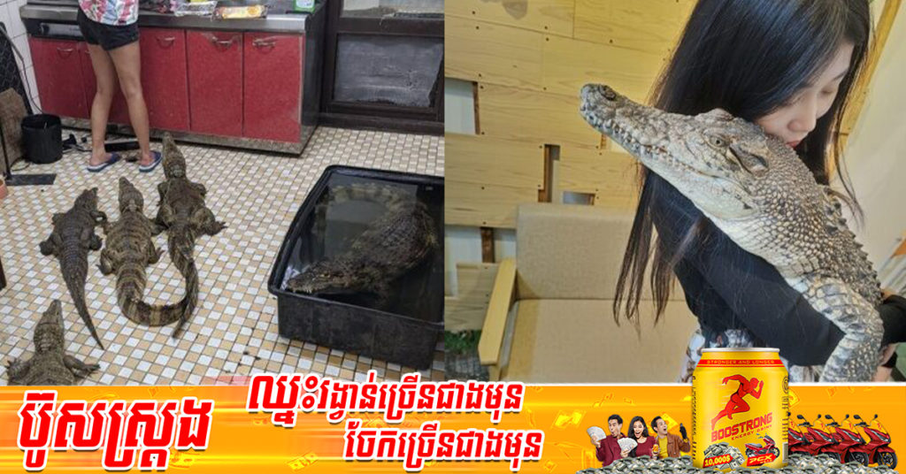 ស្ត្រីជនជាតិតៃវ៉ាន់ម្នាក់ ចិញ្ចឹមក្រពើដល់ទៅ ៧ក្បាល ប្រលែងអោយដើរពេញផ្ទះ ដោយមិនមានការភ័យខ្លាច តែបែរជាថាគួរឱ្យស្រឡាញ់ទៅវិញ