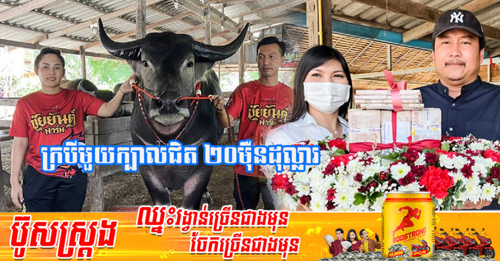 ថៃ៖ បុរសថៃម្នាក់ ស្ពាយលុយទៅទិញក្របីថ្លៃជាងគេបំផុតនៅក្នុងប្រទេស ទំងន់ជាង១តោន ឯតំលៃជិត ២០ម៉ឺនដុល្លារ