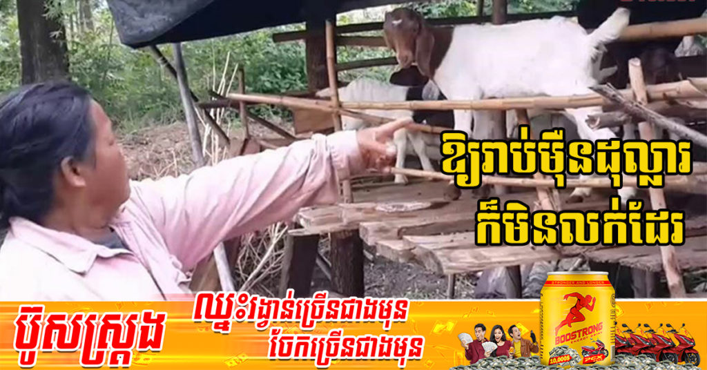 មិនគួរឱ្យជឿ! ពពែចម្លែក ១ក្បាល កើតមកភ្លាមនាំលាភនាំជ័យជួយឱ្យជីវិតម្ចាស់ផ្លាស់ប្ដូរពីតោកយ៉ាកមកប្រសើរឡើង 