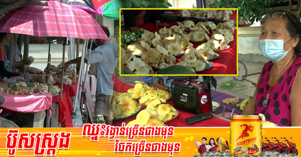 អ្នកភូមិនៅខេត្ត ផាយ៉ាវ ប្រទេសថៃ អាចរកចំណូលបានរាប់ម៉ឺនដុល្លារក្នុងមួយឆ្នាំៗ ដោយរបរលក់ផ្សិតនៅរដូវវស្សា