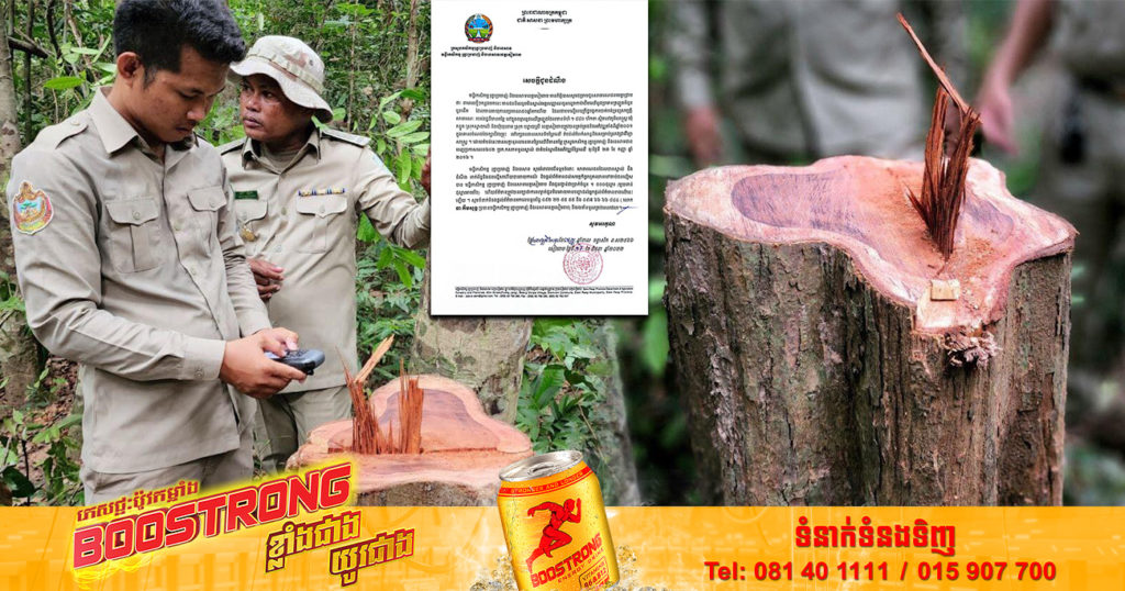 ដើមគ្រញូង ៤ដើម មានអាយុកាលប្រមាណ៥០ឆ្នាំ ត្រូវបានគេលួចកាប់ នៅក្នុងចម្ការពូជឈើគ្រញូង ខេត្តសៀមរាប