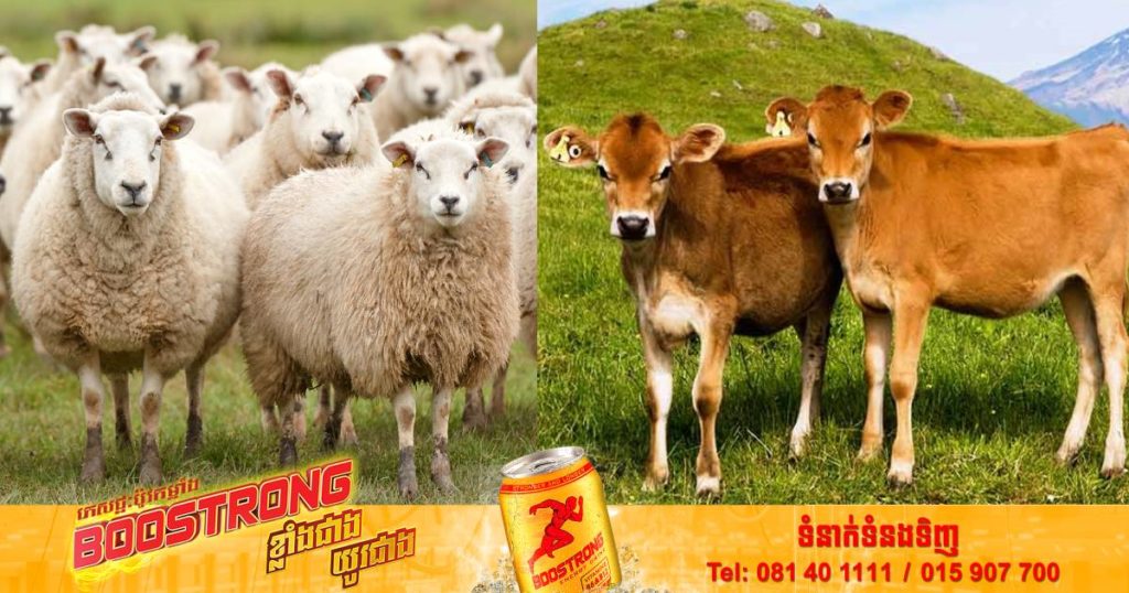 នូវែលសេឡង់គ្រោងគិតពន្ធលើចំនួនសត្វគោ និងសត្វចៀម ដែលប្រជាពលរដ្ឋចិញ្ចឹម