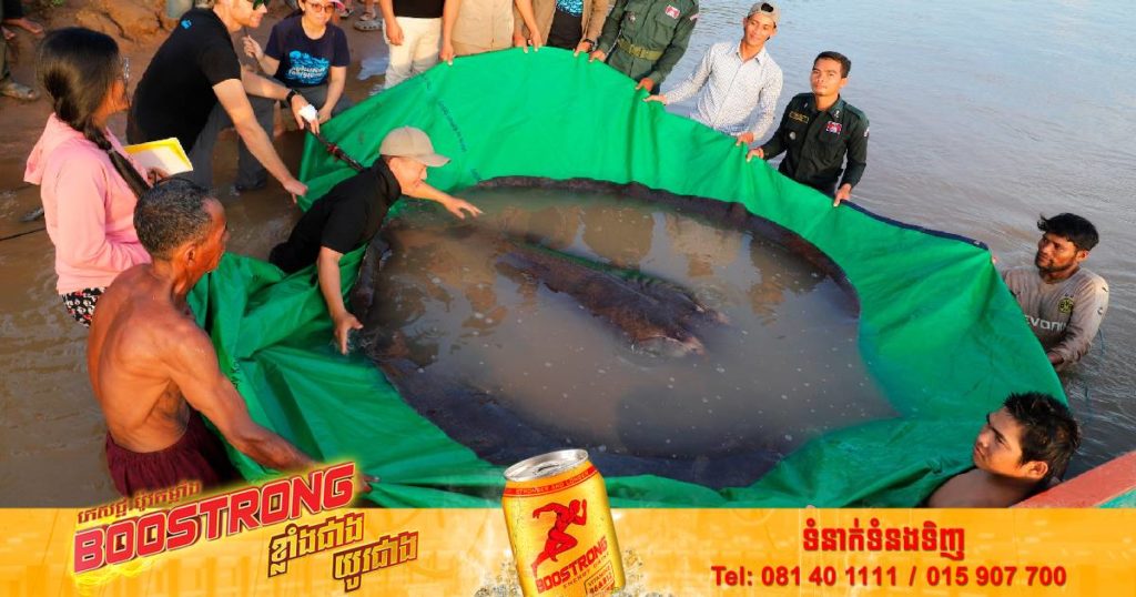 ត្រីបបែលដែលគេចាប់បាននៅកម្ពុជាក្លាយជាត្រីទឹកសាបធំបំផុតនៅលើពិភពលោក