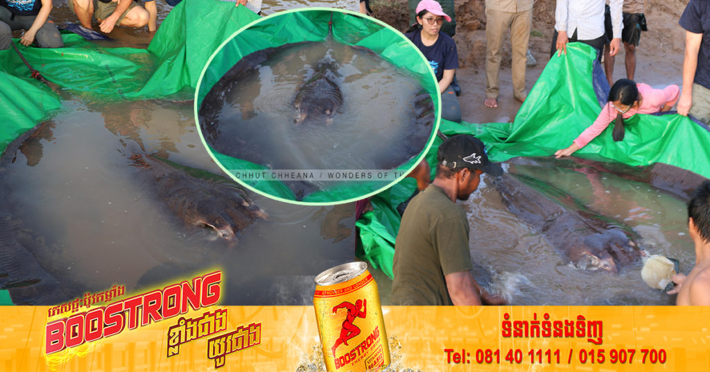 ត្រីបបែលយក្សទម្ងន់ ៣០០គីឡូក្រាមឈ្មោះ «បូណ៌មី» ត្រូវបានលែងចូលទន្លេវិញ