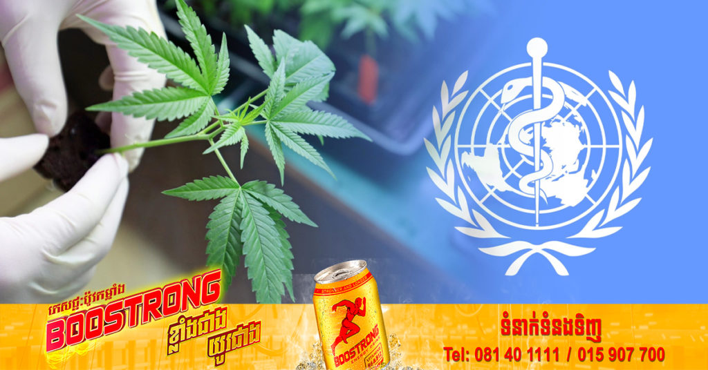 អង្គការសហប្រជាជាតិទំនងនឹងបើកការជជែកវែកញែកមួយ ពាក់ព័ន្ធនឹងការដកកញ្ឆាចេញពីបញ្ជីគ្រឿងញៀនរបស់ប្រទេសថៃ