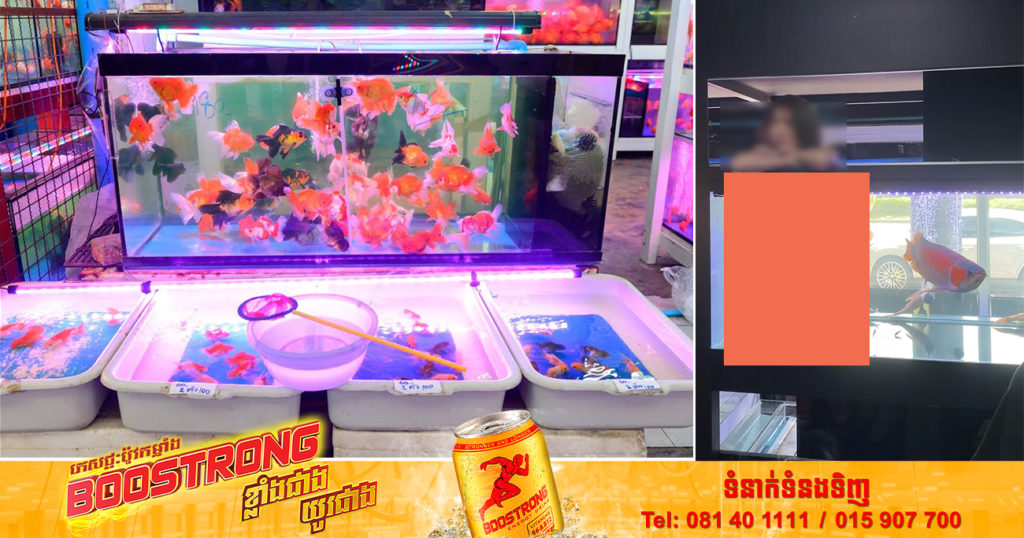 ហាងលក់ត្រីចិញ្ចឹមមួយកន្លែងនៅផ្សារ Chatuchak ប្រទេសថៃ ជួលស្រីស្អាតមកអង្គុយត្រាំទឹកលេង ដើម្បីទាក់ទាញភ្នែកអតិថិជន (មានវីដេអូ)