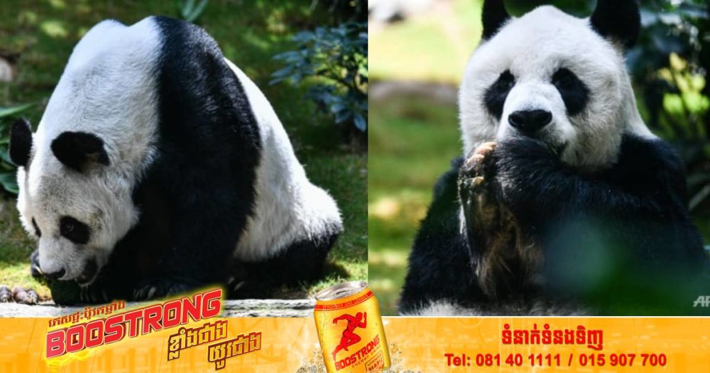 ខ្លាឃ្មុំឈ្មោលអាយុវែងបំផុតនៅលើពិភពលោកឈ្មោះ An An បានបាត់បង់ជីវិតហើយនៅអាយុ ៣៥ឆ្នាំ