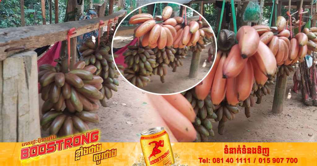 ចេកល័ក្ខជាដំណាំអត្តសញ្ញាណមួយសម្រាប់ប្រជាជននៅលើខ្នងភ្នំគូលែនខេត្តសៀមរាប