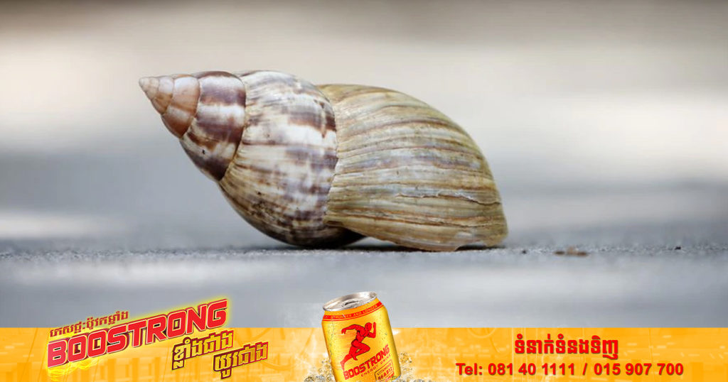 សហរដ្ឋអាមេរិកបានបិទខ្ទប់តំបន់មួយនៅរដ្ឋផ្លរីដា ដោយសារវត្តមានខ្យងអាហ្វ្រិក Giant African Snail ដែលជាពូជខ្យងចង្រៃបំផុត