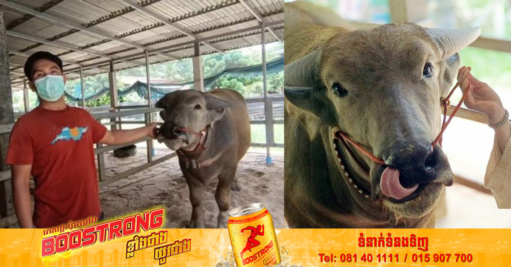 ប្រជាពលរដ្ឋថៃ នាំគ្នាសរសើរពីសម្រស់ដ៏ស្រស់ស្អាតរបស់ក្របី ដែលមានតម្លៃដល់ទៅ១០មុឺនដុល្លារ