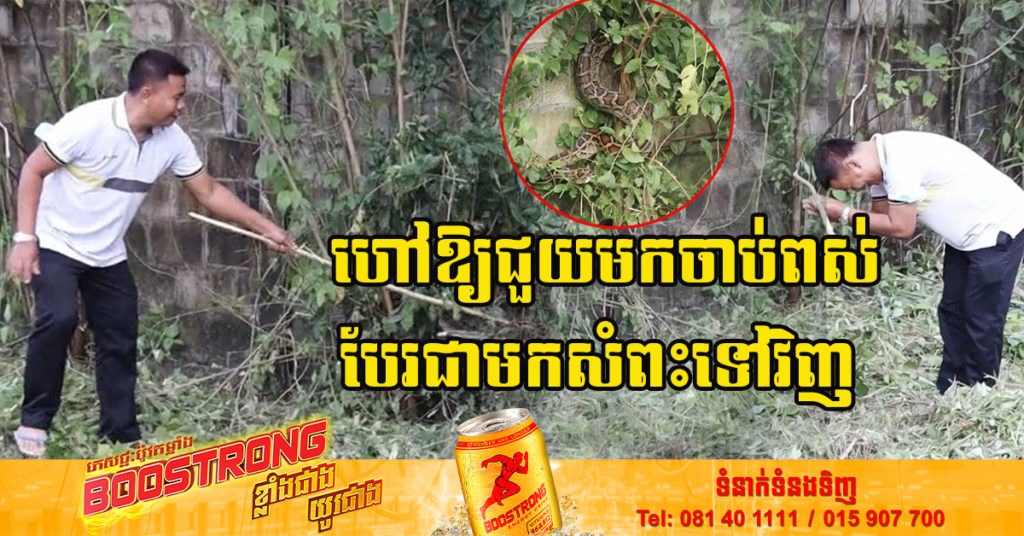 ប្លែកទៀតហើយ! ក្រុមអ្នកជួយសង្គ្រោះនៅថៃ លើកដៃសំពះគោរពសត្វពស់ មុននឹងចាប់វាចេញពីផ្ទះប្រជាជន