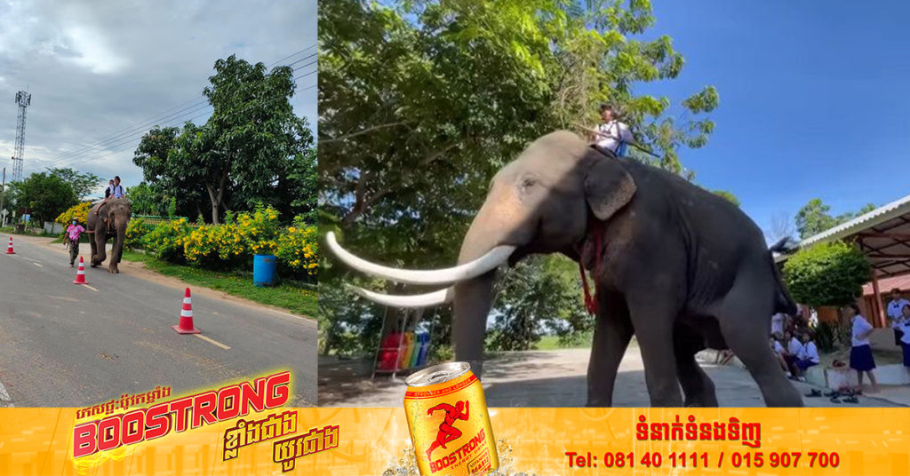 សាំងឡើងថ្លៃពេក! សិស្សសាលាថៃម្នាក់ ប្តូរមកជិះដំរីទៅរៀនជំនួសវិញ ធ្វើឱ្យមានការភ្ញាក់ផ្អើលពេញសាលារៀន