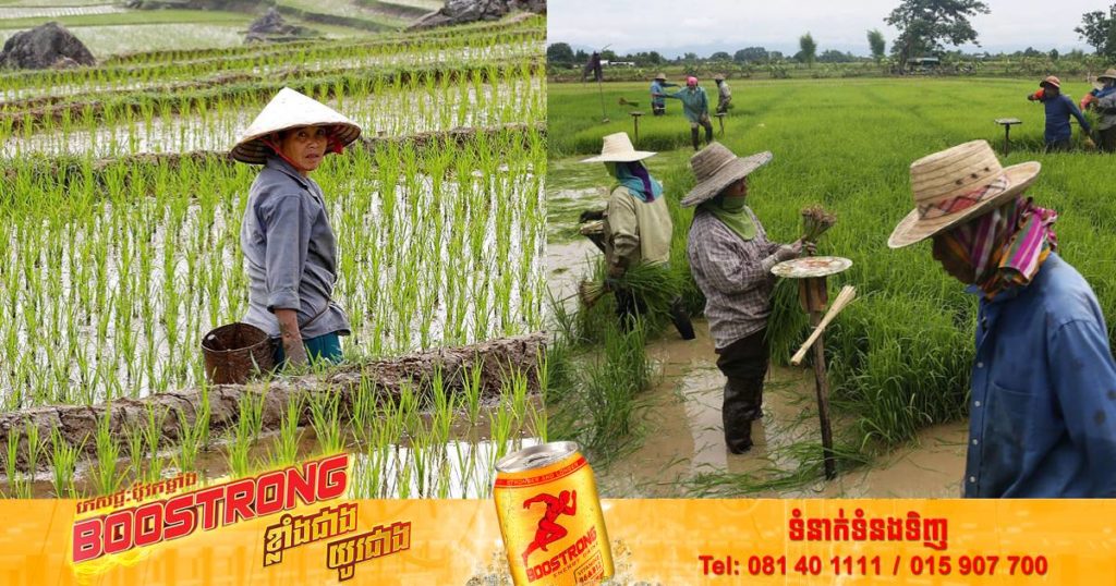 ថៃនិងវៀតណាមសហការគ្នាក្នុងការបង្កើនតម្លៃអង្ករនៅក្នុងទីផ្សារពិភពលោក ដើម្បីលើកស្ទួយជីវភាពកសិករ