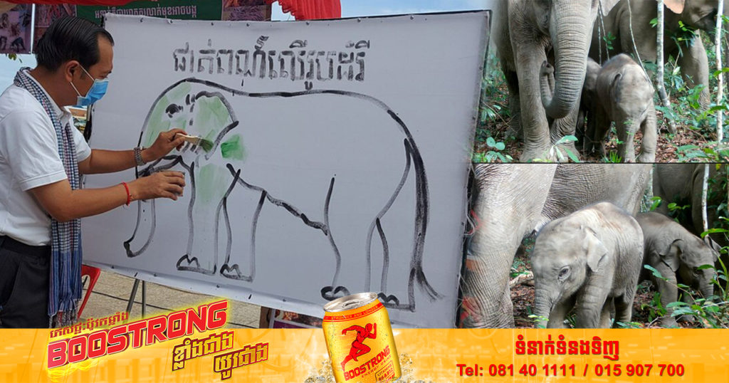 កម្ពុជាត្រូវការថវិកាជាង ៤០លានដុល្លារ សម្រាប់ផែនការអភិរក្សសត្វដំរីអាស៊ី ក្នុងរយៈពេល១០ឆ្នាំ