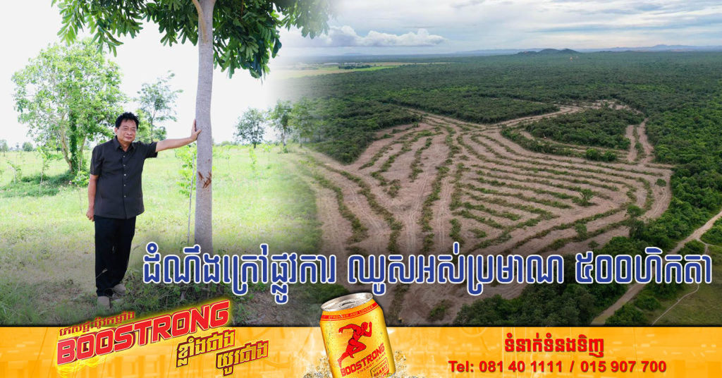 ឧកញ៉ា ម៉ុង ឫទ្ធី ៖ “បើតាមដំណឹងក្រៅផ្លូវការ ផ្ទៃដីដែលឈូសឆាយអស់ប្រមាណ ៥០០ហិកតា ហើយត្រូវការកូនឈើប្រណិតដាំឡើងវិញ ប្រមាណជាង១០ម៉ឺនដើម”