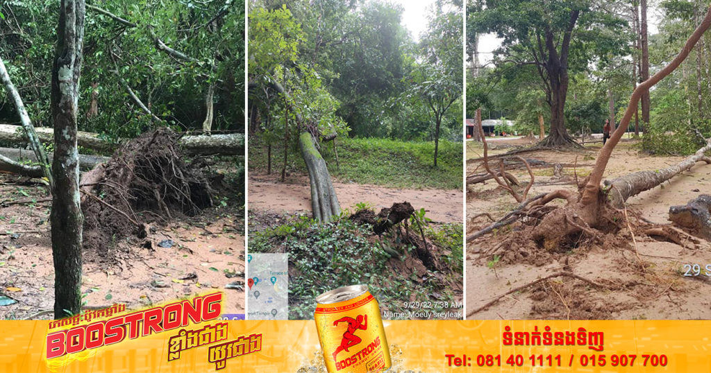 អាជ្ញាធរជាតិអប្សរា ជូនដំណឹងឲ្យភ្ញៀវទេសចរមានការប្រុងប្រយ័ត្ន ដោយសារមានភ្លៀងខ្យល់ខ្លាំង ធ្វើឲ្យដើមឈើមួយចំនួនបានដួលរលំជាបន្តបន្ទាប់