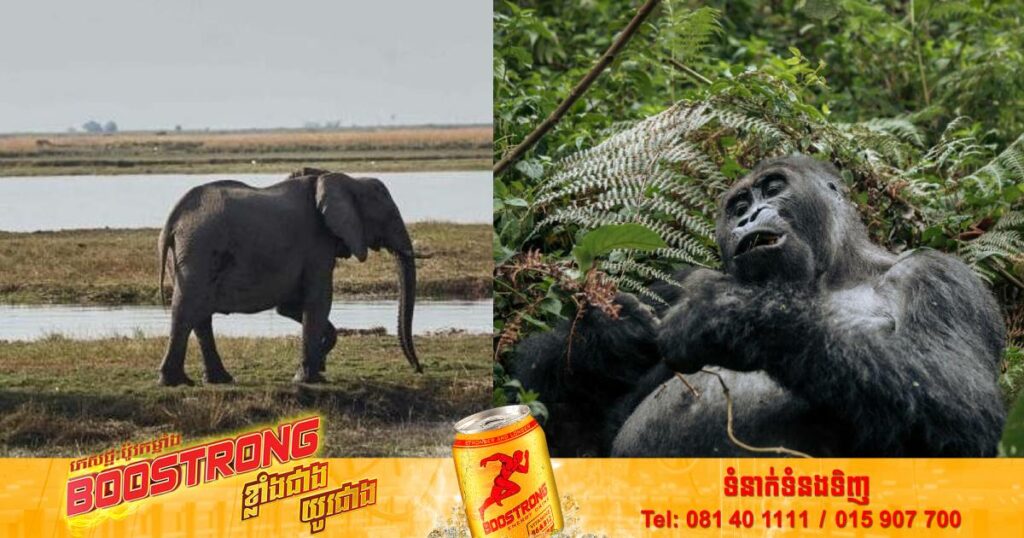 របាយការណ៍មួយបានបង្ហាញថា ជីវិតសត្វព្រៃបានធ្លាក់ចុះអស់ ៦៩% ក្នុងរយៈពេល ៥០ឆ្នាំចុងក្រោយនេះ