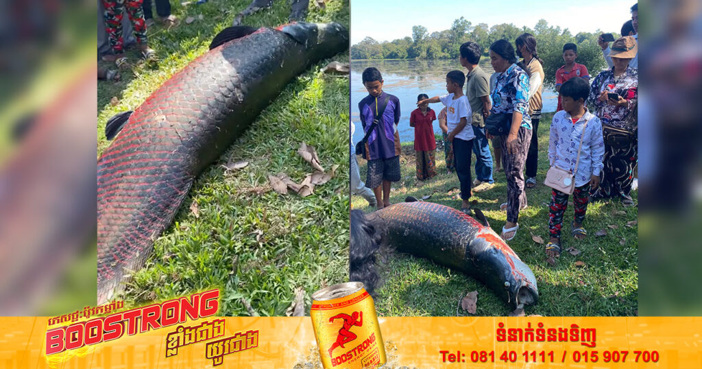 ភ្ញាក់ផ្អើលយ៉ាងខ្លាំង! ប្រទះឃើញត្រីនាគដ៏ធំមួយក្បាលបាត់បង់ជីវិតនៅតំបន់ប្រាសាទអង្គរ (មានវីដេអូ)