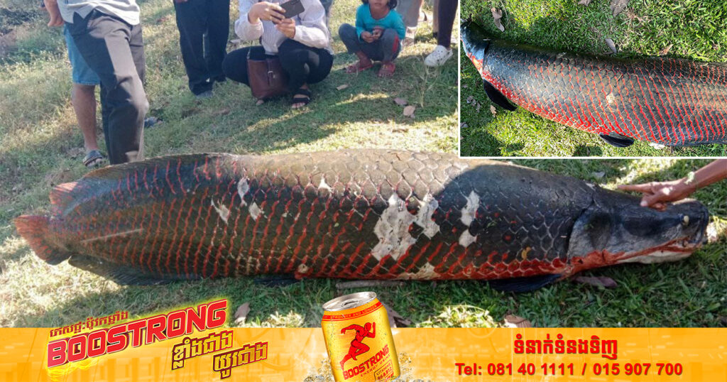 អាជ្ញាធរជាតិអប្សរា បញ្ជាក់ពីមូលហេតុត្រីអារ៉ាប៉ៃម៉ា (Arapaima) ប្រវែង ២.១៥ម៉ែត្រ ស្លាប់នៅក្នុងកសិន្ធុប្រាសាទអង្គរវត្ត