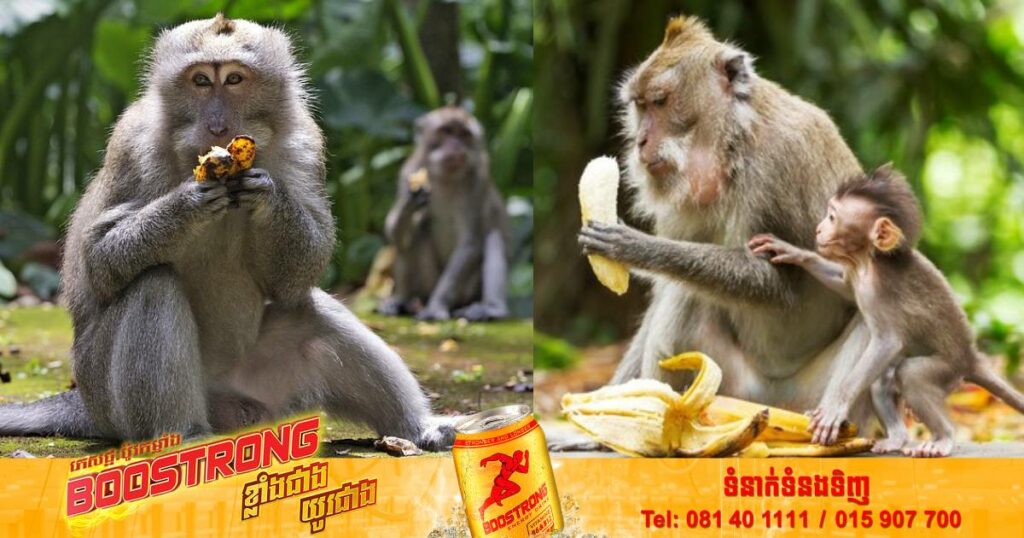 រដ្ឋអាជ្ញាសហព័ន្ធអាមេរិកសម្រេចចោទប្រកាន់មនុស្ស ៨នាក់ក្នុងនោះក៏មានពលរដ្ឋខ្មែរមួយចំនួនផងដែរពីបទរត់ពន្ធសត្វស្វាដោយខុសច្បាប់ទៅអាមេរិក ខណៈជនសង្ស័យត្រូវប្រឈមនឹងការជាប់គុករហូតដល់ ២០ឆ្នាំ