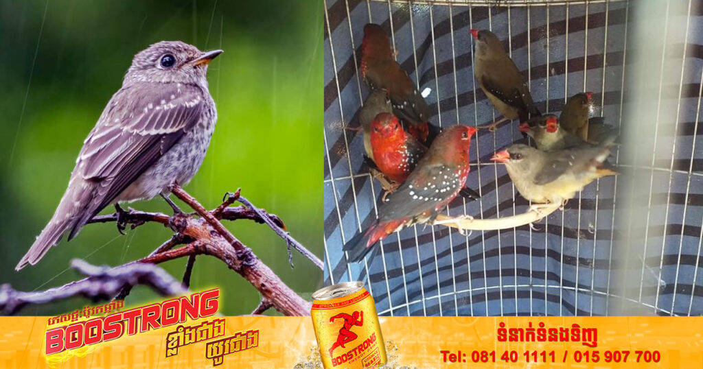 អន្ទាក់ ឬធ្នាក់សត្វស្លាប ត្រូវបានមនុស្សមួយចំនួន នៅតែបន្តដាក់លក់