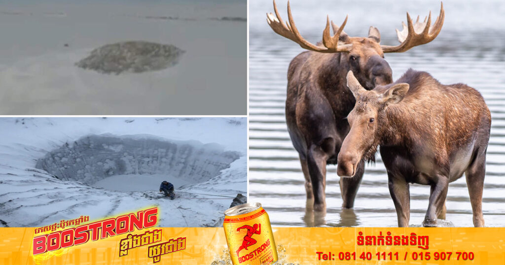 ភ្ញាក់ផ្អើលយ៉ាងខ្លាំង! ហ្វូងសត្វប្រើសជាច្រើនក្បាល បានប្រមូលផ្ដុំគ្នាដើរជារង្វង់ជុំវិញរណ្តៅមួយ ដែលជាកន្លែងអ្នកវិទ្យសាស្ត្ររកឃើញវីរុស Zombie កន្លងទៅ