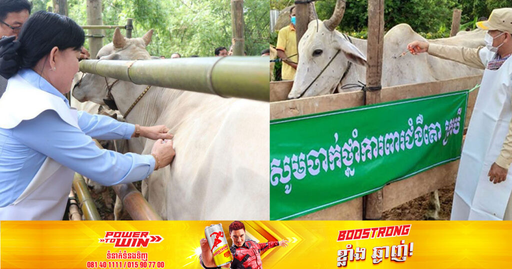 ចិន ​ផ្តល់វ៉ាក់សាំងការពារជំងឺឆ្លងសត្វចំនួន១លានដូស ដល់កម្ពុជា