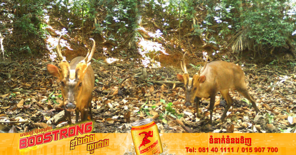 សត្វ «ឈ្លូសយក្ស» ត្រូវបានចាត់ជាប្រភេទរងគ្រោះជិតផុតពូជខ្លាំង