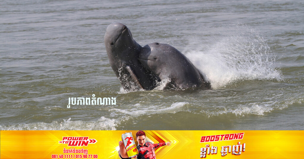 គួរឱ្យសោកស្តាយ! គ្រាន់តែក្នុងរយៈពេល៥ថ្ងៃ សត្វផ្សោតចំនួនពីរក្បាលបានបាត់បង់ជីវិតពីទន្លេមេគង្គ