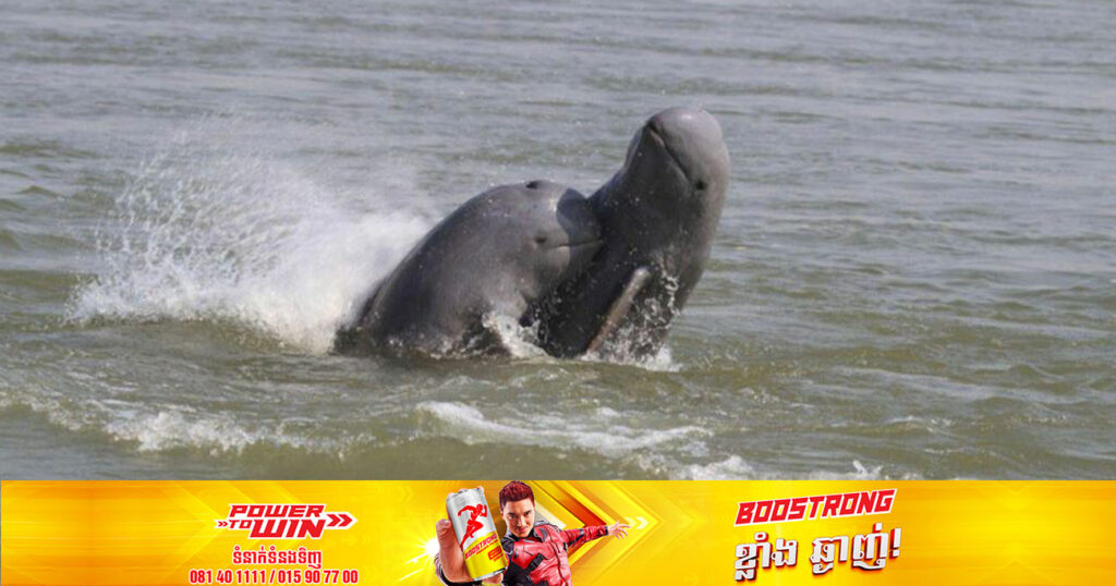 សោកស្តាយណាស់! ក្នុងឆ្នាំ២០២២នេះ កម្ពុជា បានបាត់បង់សត្វផ្សោតសរុបចំនួន១១ក្បាល