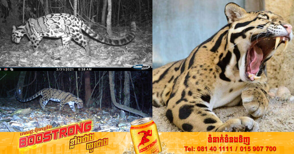 ខ្លាពពក ស្ថិតក្នុងក្រុមជិតផុតពូជ ត្រូវបានរកឃើញមានវត្តមាននៅក្នុងតំបន់ការពារធម្មជាតិរបស់កម្ពុជា