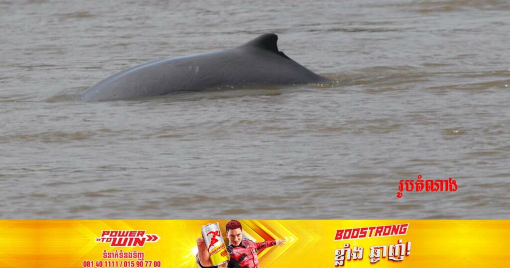 រដ្ឋបាលជលផល និងអង្គការWWF សោកស្ដាយចំពោះការបាត់បង់សត្វផ្សោតមួយក្បាល ដោយសារការជាប់នឹងមងនេសាទ