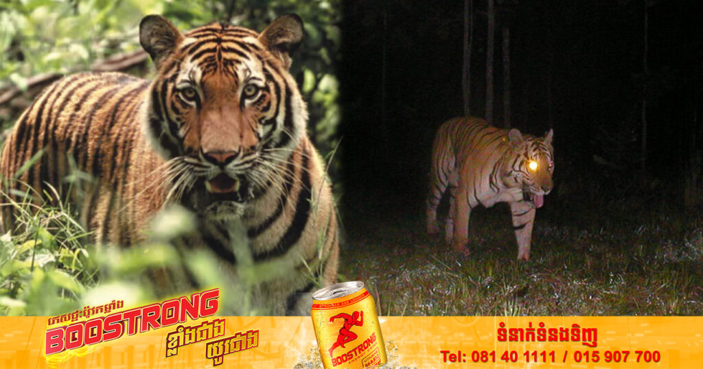 កម្ពុជា កំពុងខិតខំប្រឹងប្រែងយកត្រឡប់មកវិញនូវប្រភេទសត្វកម្រនៅលើទឹកដីកម្ពុជាជាពិសេសប្រភេទសត្វខ្លាធំ