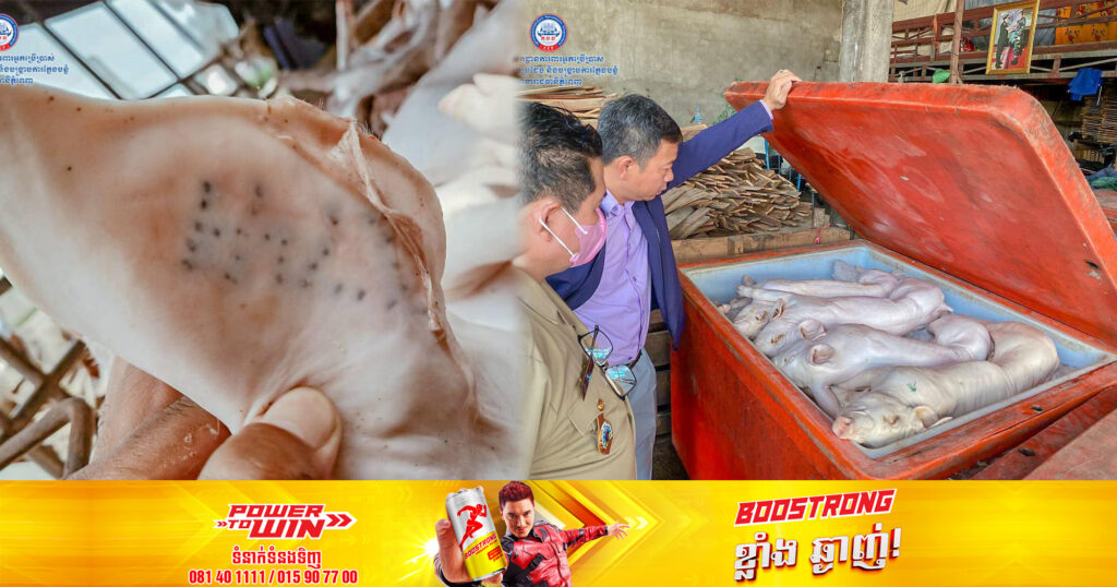 សាច់ជ្រូក និងសរីរាង្គជ្រូកបង្កក មានផ្ទុកវីរុសជម្ងឺឆ្លង ប៉េស្រ្តអាហ្វិក (ASFV) ប្រមាណជិត២តោន ត្រូវបានមន្ត្រីជំនាញនាំយកទៅបំផ្លាញចោល បន្ទាប់ពីបង្ក្រាបបាន