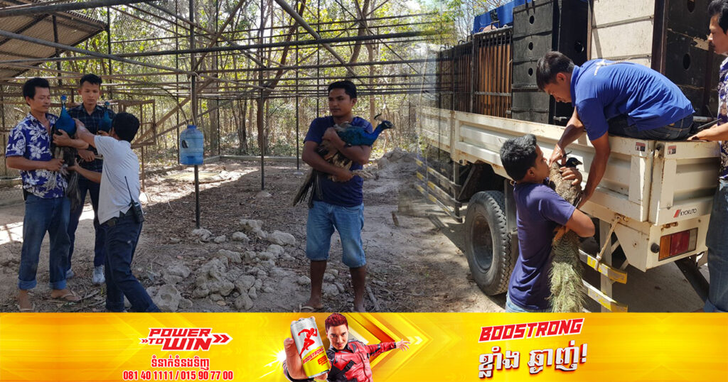 ក្រោយសម្តេចតេជោ ចេញបទបញ្ជាបន្ទាន់ មន្ត្រីរដ្ឋបាលព្រៃឈើ បានយកសត្វក្ងោកចំនួន២០ក្បាល ពីសួនភ្នំតាម៉ៅ ទៅប្រគល់ឲ្យម្ចាស់ដើមវិញ