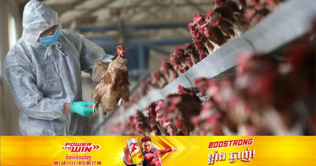 អាមេរិកកំពុងពិចារណាធ្វើការចាក់វ៉ាក់សាំងទៅកាន់សត្វមាន់ ក្រោយជំងឺផ្តាសាយបក្សីកំពុងបង្កការរាតត្បាតក្នុងកម្រិតធ្ងន់ធ្ងរមិនធ្លាប់មានពីមុនមក