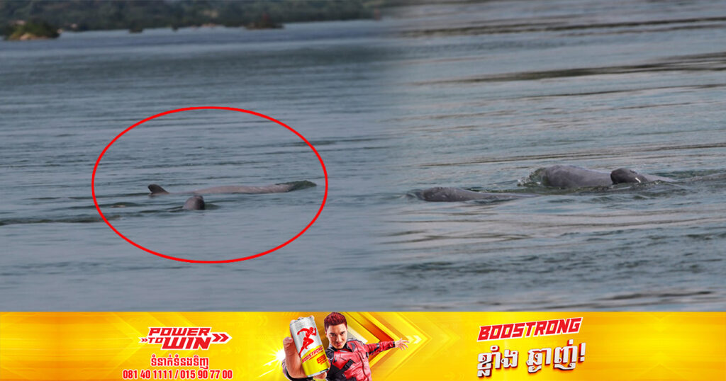 កូនផ្សោតថ្មី០១ក្បាលទើបនឹងកើត ដើម្បីអបអរសាទរអនុក្រឹត្យថ្មី ស្តីពីការបង្កើតតំបន់គ្រប់គ្រងសត្វផ្សោត​ទន្លេមេគង្គ