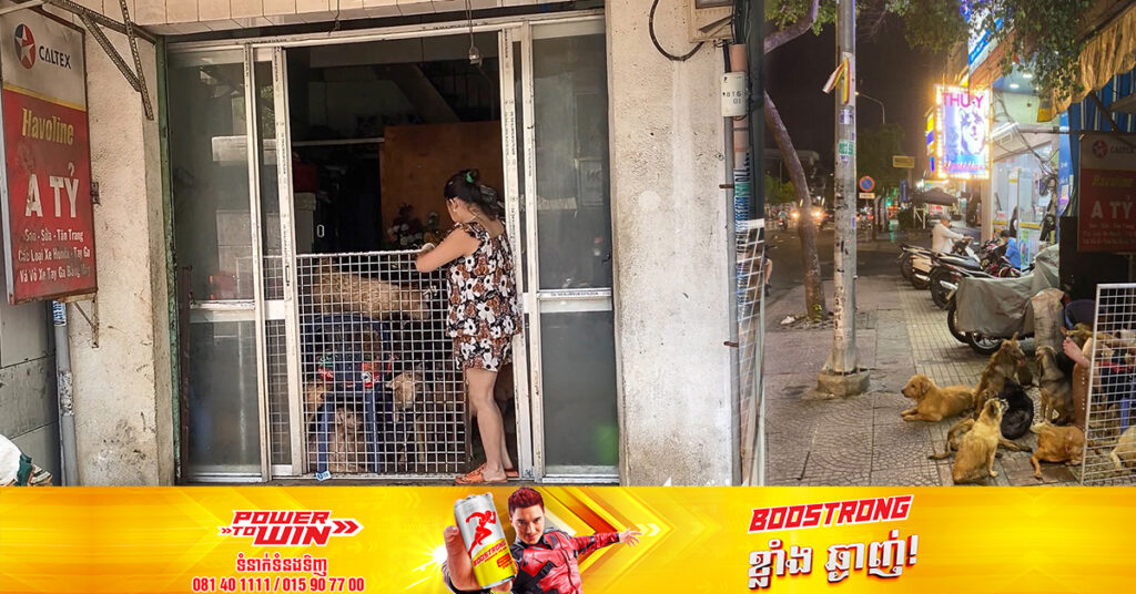 គ្រួសារមួយនៅវៀតណាមត្រូវបានគេពិន័យ ២,៧០០ដុល្លារ ពីបទចិញ្ចឹមសត្វឆ្កែជាង ៨០ក្បាល ដែលធ្វើឱ្យជះក្លិនមិនល្អដល់អ្នកជិតខាង