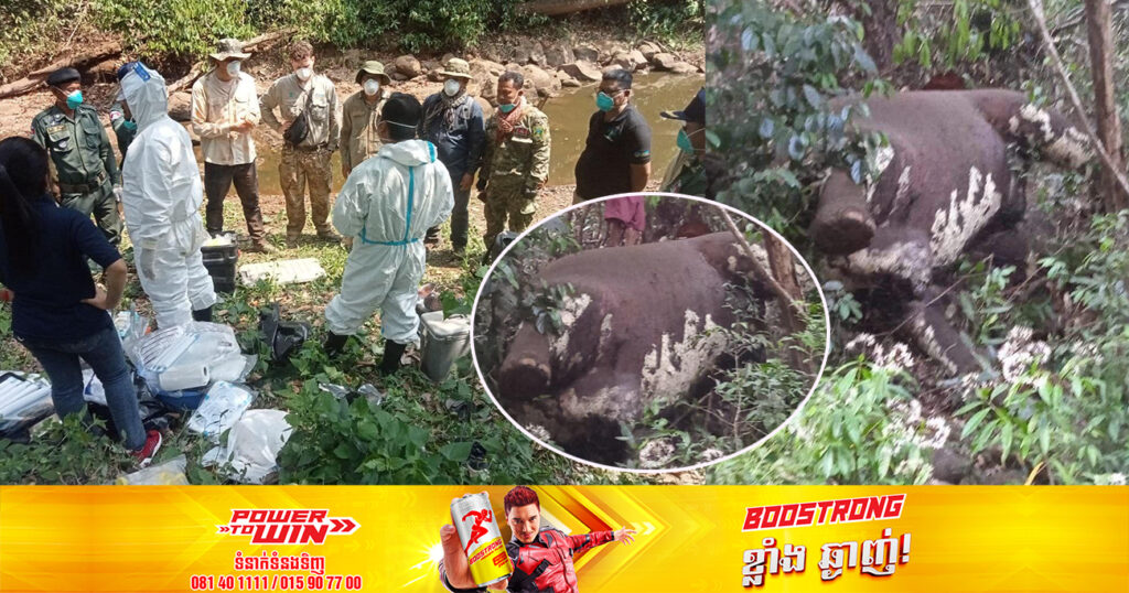 ដំរីព្រៃញី១ក្បាល ត្រូវបានពលរដ្ឋប្រទះឃើញបាត់បង់ជីវិត នៅចម្រាំងភ្នំថ្មមួយកន្លែង ខេត្តមណ្ឌលគិរី គឺពុំមានកូនក្នុងផ្ទៃនោះទេ