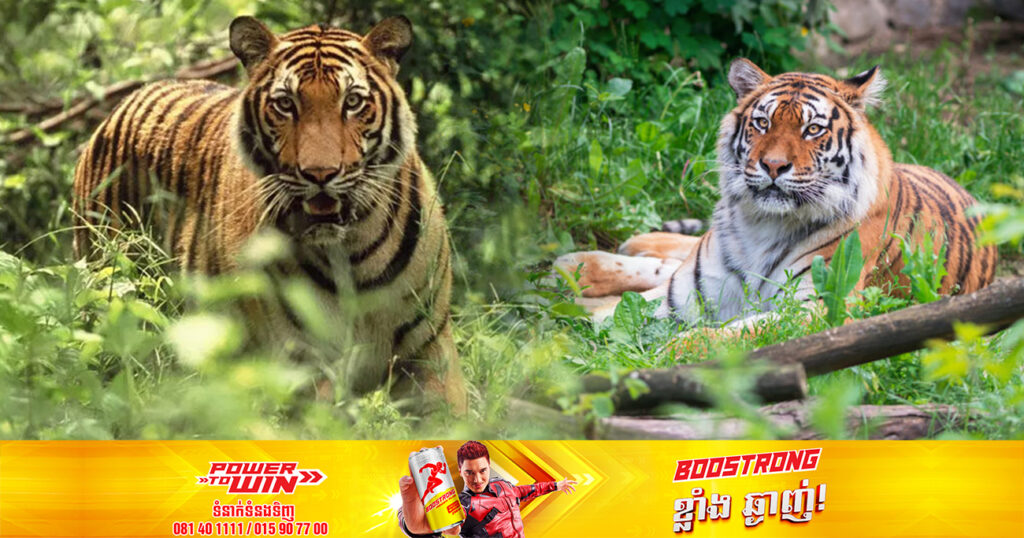 យ៉ាងយូរ៩ខែទៀត! គម្រោងស្តារសត្វខ្លាធំឡើងវិញនៅកម្ពុជានឹងមកដល់