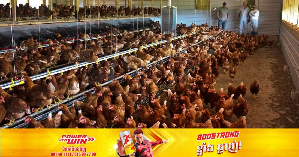 បុរសជនជាតិចិនម្នាក់ត្រូវជាប់ពន្ធនាគារ ៦ខែ ក្រោយទៅបង្អើលសត្វមាន់អ្នកជិតខាង