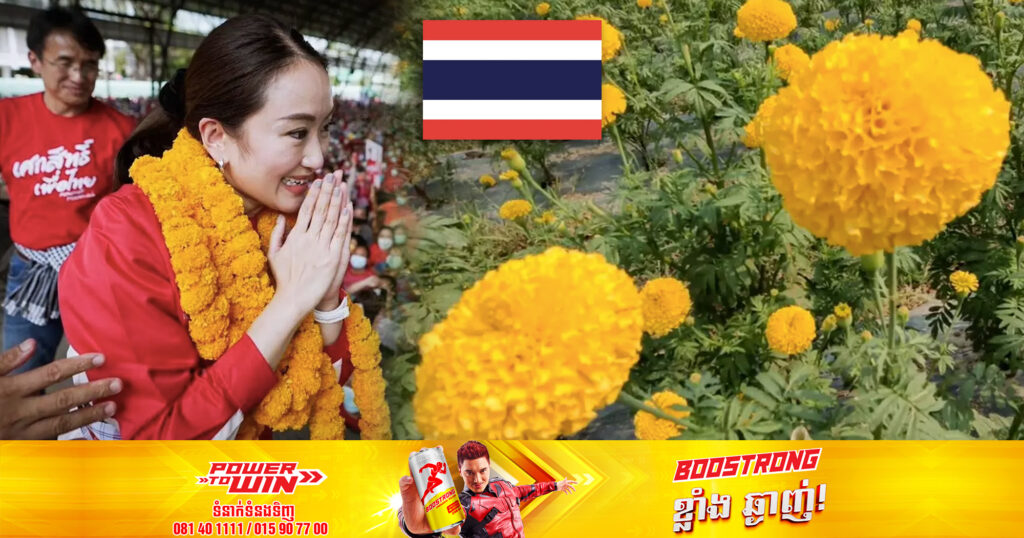 ផ្កា​ស្បៃរឿងកំពុងត្រូវប៉ាន់ខ្លាំងនៅប្រទេសថៃ ដើម្បីធ្វើជាកម្រងផ្កាឱ្យអ្នកនយោបាយដែលត្រៀមខ្លួន សម្រាប់ការបោះឆ្នោតនាពេលឆាប់ៗនេះ