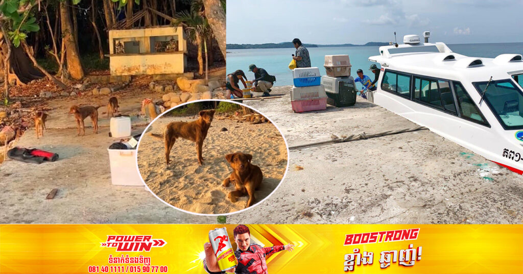 សត្វសុនខ ៤ក្បាល មានសភាពស្គមរីងរៃ ដែលគេទុកចោលនៅរីស៊តចាស់មួយកន្លែង  ត្រូវបានឧកញ៉ា ទៀ វិចិត្រ បញ្ជូនក្រុមការងារចេញទៅជួយសង្គ្រោះ