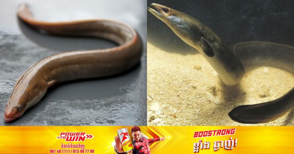 អាជ្ញាធរបារាំងឃាត់ខ្លួនមនុស្ស ២៧នាក់ជុំវិញករណីជួញដូរដោយខុសច្បាប់នូវអន្ទង់កម្រមួយប្រភេទដែលមានតម្លៃជាង ៥ពាន់ដុល្លារក្នុងមួយគីឡូក្រាម