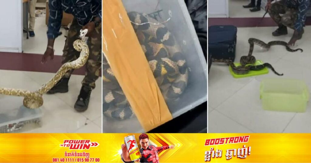 អាជ្ញាធរឥណ្ឌារកឃើញសត្វពស់ ២២ក្បាលក្នុងវ៉ាលីដាក់ខោអាវស្រី្តម្នាក់នៅព្រលានយន្តហោះ