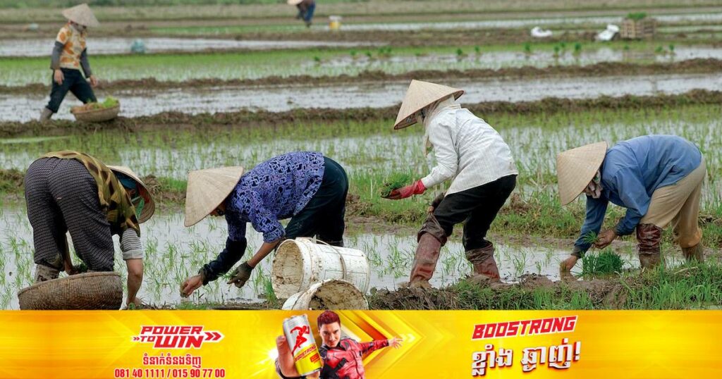 វៀតណាមគ្រោងកាត់បន្ថយការនាំចេញអង្ករ ៤៤% ដើម្បីធានាសន្តិសុខស្បៀងអាហារក្នុងស្រុកនិងសម្របខ្លួនទៅនឹងការប្រែប្រួលអាកាសធាតុ